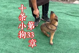 狗狗打滚怎么训练？方法不要太简单，训犬师解锁宠物才艺小技能视频封面
