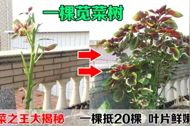 阳台种菜，0浇水、0施肥，竟种出了一棵“苋菜之王”，太神奇了视频封面