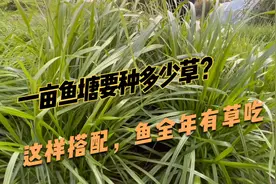 一亩的鱼塘要种多少牧草？这样种，一年四季有草，鱼长肉也快视频封面