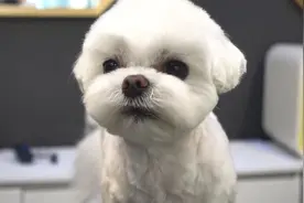 眼睛超大的狗狗来做造型，真的很好看哟！