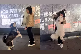 两狗不肯下电梯非要抱，主人求饶狗子绝不让步逗乐路人，结局笑翻视频封面