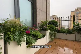 用17个大花盆做一组阳台花境，你觉得如何视频封面