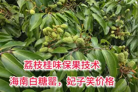 桂味荔枝保果技术分享，及时打芸苔素内酯+高氯+氨基酸，促进膨大视频封面