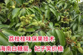 桂味荔枝保果技术分享，及时打芸苔素内酯+高氯+氨基酸，促进膨大视频封面