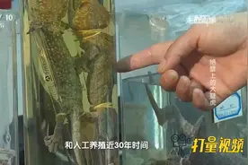 广西灰斑大壁虎在市场上十分抢手，它的药用价值有哪些？视频封面
