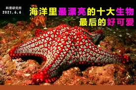 海洋里最漂亮的十大生物，最后一个超可爱