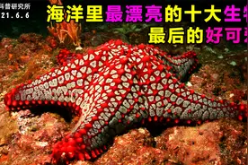 海洋里最漂亮的十大生物，最后一个超可爱视频封面