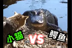 当鳄鱼遇上猫，小猫的胆子太大了，鳄鱼脸都丢光了视频封面