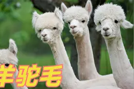 羊驼毛有何独特之处？比羊毛好的羊驼毛，真假怎么辨别？视频封面