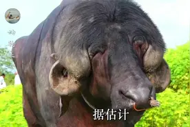 又大又丑的水牛，目前还是印度古老的水牛品种，还没被杂交污染过视频封面