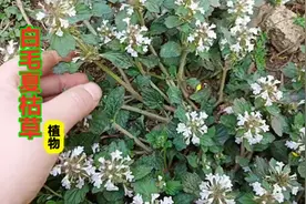 白毛夏枯草：植物实拍科普，喜欢植物的可了解下视频封面
