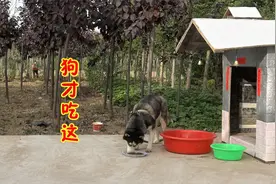哈士奇获得狗粮后竟一鼻子拱翻，二哈：狗才吃这些东西！视频封面