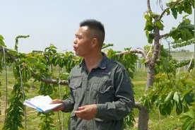 果园植物吸收原料营养的两点核心！视频封面