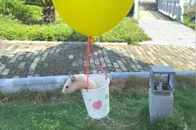 主人用纸杯气球给仓鼠做了一个玩具，让仓鼠在空中飞起来，好搞笑