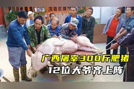 广西农村屠宰300斤大肥猪，12个大爷合力抓猪，气势不比年轻人差视频封面