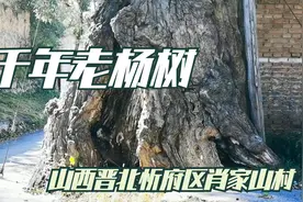 山西晋北还能找到比它树龄更长的老杨树吗？据说已经有1000年了视频封面