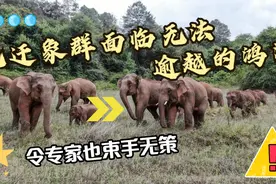 北迁象群面临无法逾越的鸿沟，令专家也束手无策视频封面