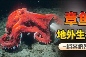 章鱼是外星生物？科学家：3颗心脏9个大脑，章鱼并非如此简单！视频封面