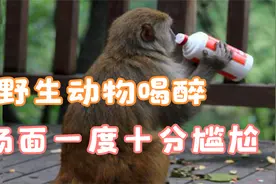 平生罕见 非洲野生动物集体喝醉 场面一度十分尴尬视频封面