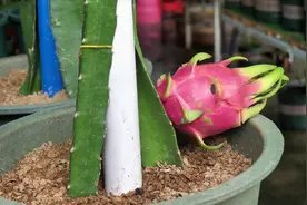 栽种火龙果苗，需要用什么土壤？