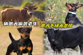 俩恶犬偷袭老牛，咬住牛蛋不放嘴，顿时火冒三丈，恶犬下场太悲惨视频封面