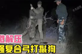 国外猎人用复合弓狩猎鬣狗二哥，这威力真是惊人，鬣狗惨了视频封面