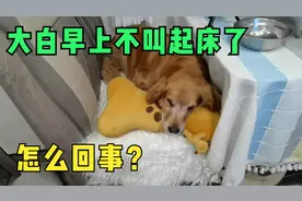 到了高原狗狗也嗜睡了，大中午不起床，会不会是高反了