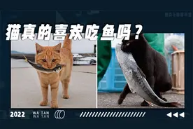 你知道猫为什么这么喜欢吃鱼吗？