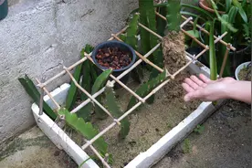 移栽火龙果配土是关键，长根冒芽快