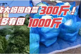 南方人看不懂系列，东北大妈雇车囤300斤白菜：去年200斤没吃够视频封面