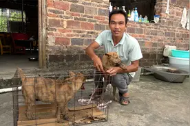 今天收了两只黄金虎斑，这毛色真的是太漂亮了