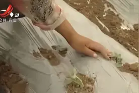 白玉春萝卜该如何播种？具体可采用条播法，覆膜后要注意破膜放苗视频封面