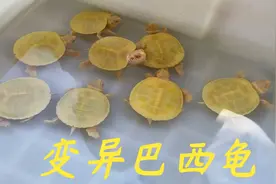 老林今天给大家分享一下，乌龟小苗的时候要怎么去养才是正确的