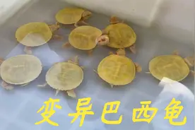老林今天给大家分享一下，乌龟小苗的时候要怎么去养才是正确的视频封面