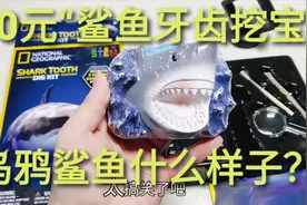 90元“乌鸦鲨鱼探宝”，挖出形状奇怪的鲨鱼牙齿，一颗牙齿三个勾视频封面