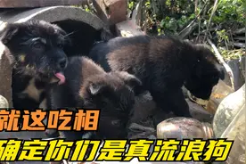 这才叫真正的埋头吃饭，流浪小狗崽在下水道管道安家视频封面