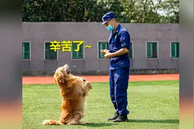 辛苦了！武汉搜救犬“图图”正式退役，被第一任训导员领养视频封面