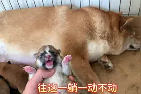 出生3天的小柴犬，没想到被压死了一只，狗妈妈难受的一动不动！视频封面