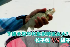子线长短对钓鱼原来有那么大影响，子线这样用，鱼口好中鱼率高视频封面