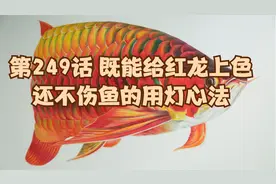 第249话 既能给红龙上色还不伤鱼的用灯心法视频封面