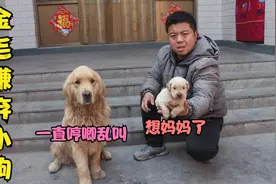 小狗刚离开妈妈一直叫唤，金毛嫌弃它吵得慌受不了，这该怎么办？