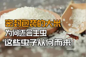 密封包装的大米，为何还会生虫？这些虫子从何而来视频封面