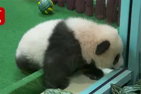 马来西亚出生的第三只大熊猫宝宝首次公开亮相视频封面