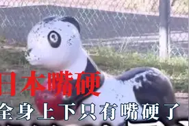不知羞耻的日本人，错就错改不就行了，全身上下也就只有嘴硬了吧视频封面