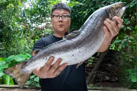 860买一条三文鱼，阿米做三种口味，鱼肉鲜嫩，口感饱满，吃嗨了