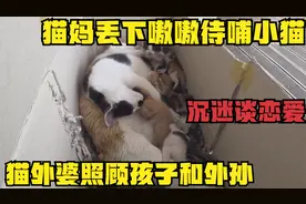猫妈丢下嗷嗷待哺小猫，沉迷谈恋爱，猫外婆照顾孩子和外孙
