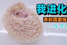 养了一年半刺猬，治好了我的精神内耗！视频封面