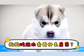 狗狗吃纸巾会有什么后果视频封面