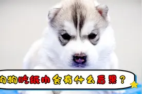 狗狗吃纸巾会有什么后果视频封面