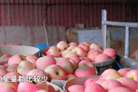 早熟苹果价格翻倍！放弃果园的后悔了吗？视频封面